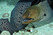 Gymnothorax javanicus Murene de java-St Johns Umm Arrouck-14m-20121023-Denis-ADER-DSC_2529_tn